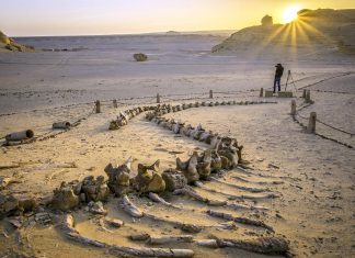 Κοιλάδα Φαλαινών