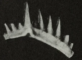 αιχμηρά δόντια