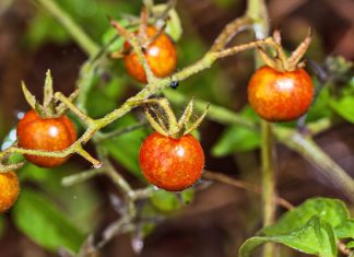 τομάτες περίεργη συμπεριφορά
