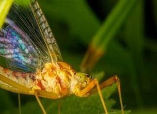 σπάνιο έντομο ανακάλυψη