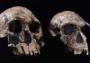 Homo Habilis