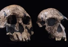 Homo Habilis