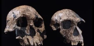 Homo Habilis