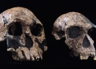Homo Habilis