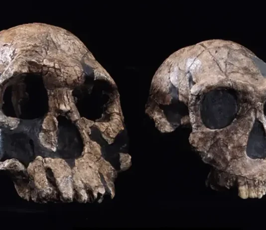 Homo Habilis