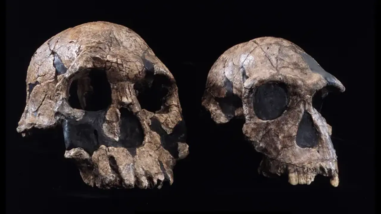 Homo Habilis