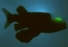 Barreleye