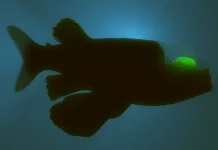 Barreleye