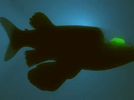 Barreleye