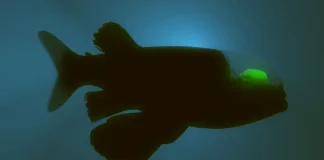 Barreleye