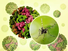 ιό τσικουνγκούνια