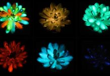glowing plants