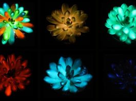 glowing plants