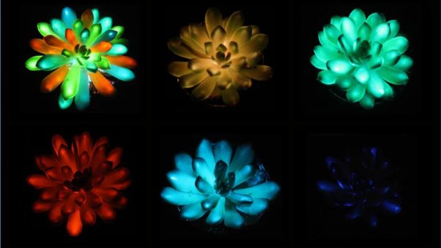 glowing plants