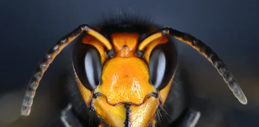 Το πιο θανατηφόρο ζώο στις ΗΠΑ δεν είναι αυτό που νομίζεις! πιο θανατηφόρο ζώο