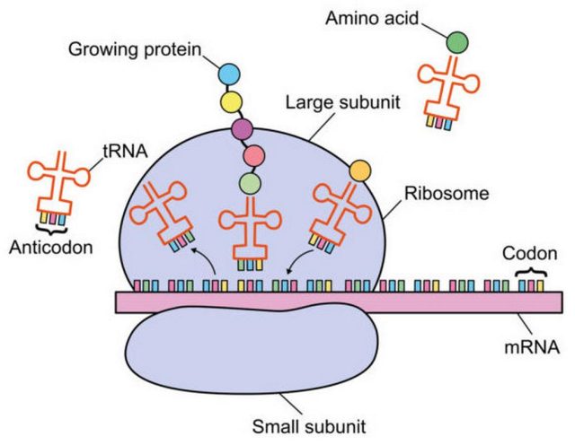 mRNA μετάλλαξη ιοί θεραπεία 