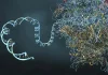 mRNA