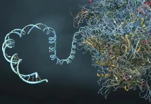 mRNA