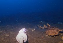 Wobbegong 