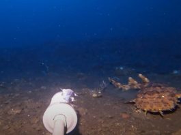 Wobbegong 