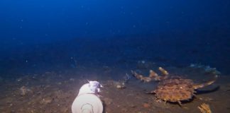 Wobbegong 