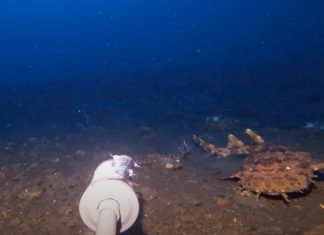 Wobbegong 