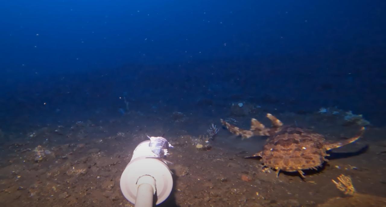 Wobbegong