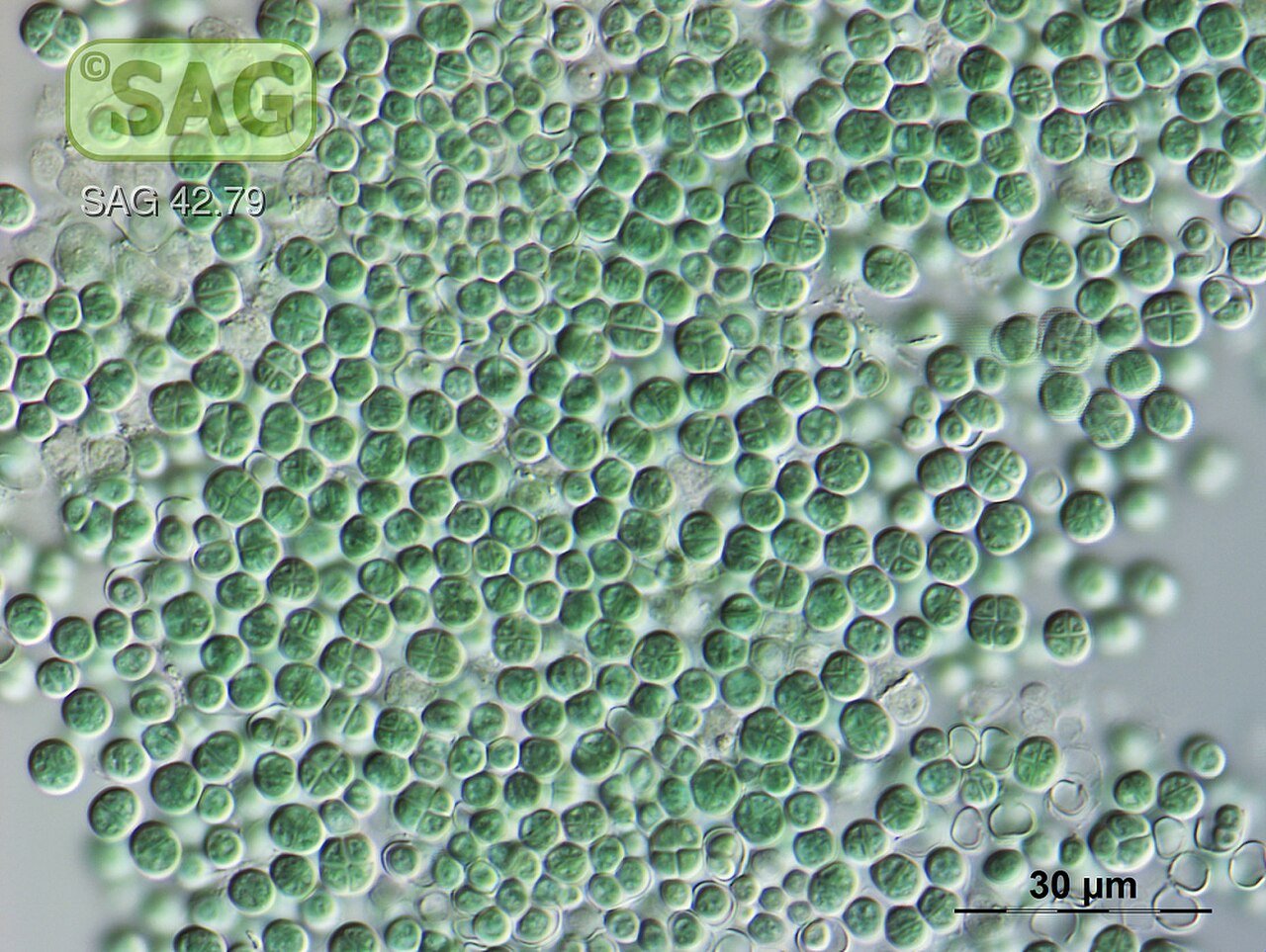 Chroococcidiopsis