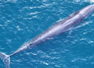 είδος φάλαινας