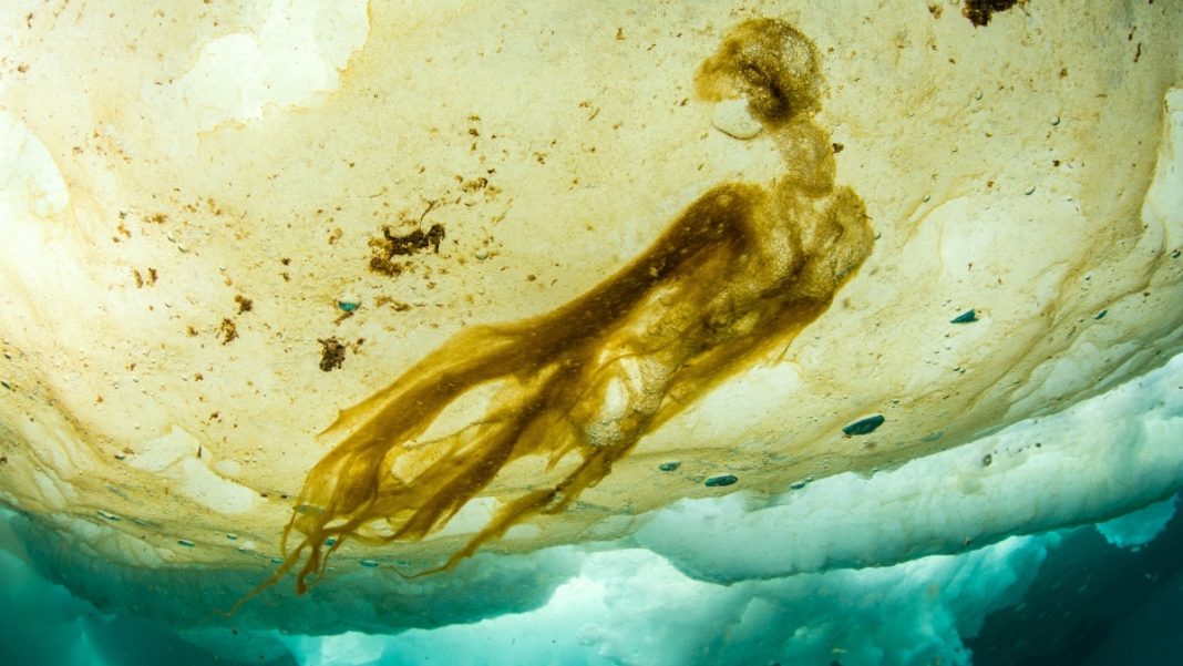 algae_sea_ice_arctic Αδύνατη μορφή ζωής