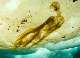 Αδύνατη μορφή ζωής