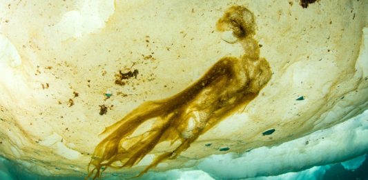 Αδύνατη μορφή ζωής μόλις ανακαλύφθηκε στην Αρκτική! Αδύνατη μορφή ζωής