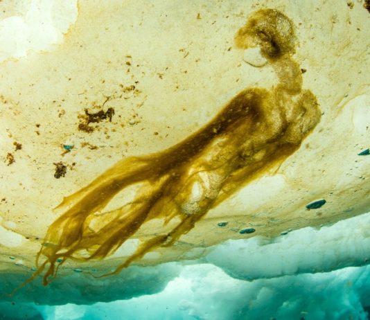 Αδύνατη μορφή ζωής μόλις ανακαλύφθηκε στην Αρκτική! Αδύνατη μορφή ζωής