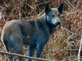 Σκύλοι στην ζώνη αποκλεισμού του Τσέρνομπιλ έγιναν μπλε Σκύλοι Τσέρνομπιλ