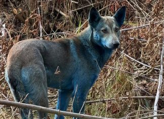 Σκύλοι Τσέρνομπιλ