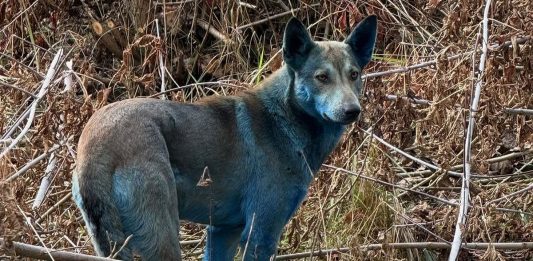 Σκύλοι Τσέρνομπιλ