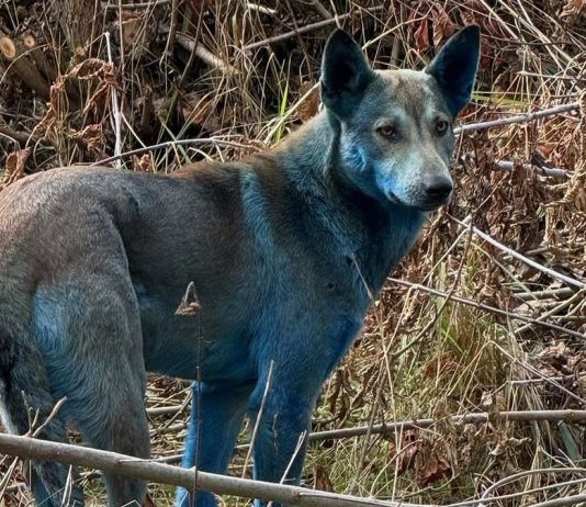 Σκύλοι στην ζώνη αποκλεισμού του Τσέρνομπιλ έγιναν μπλε Σκύλοι Τσέρνομπιλ