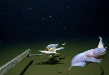 Ίζου-Ογκασαβάρα