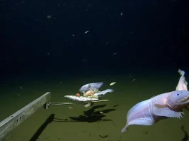 Το βαθύτερο ψάρι που έχει βιντεοσκοπηθεί ποτέ βρέθηκε 8.336 μέτρα κάτω από την επιφάνεια Ίζου-Ογκασαβάρα