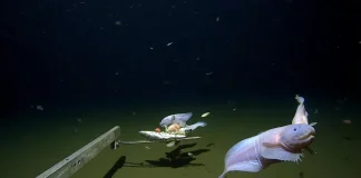 Ίζου-Ογκασαβάρα