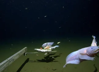 Ίζου-Ογκασαβάρα