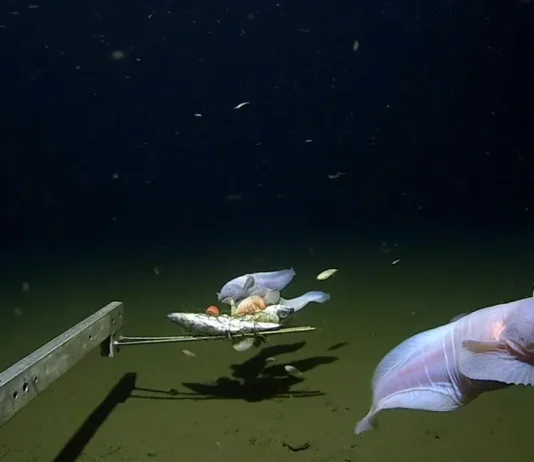 Ίζου-Ογκασαβάρα