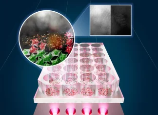 LED καρκινικά κύτταρα