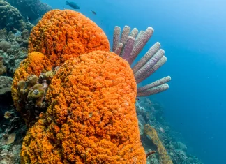 πρώτο είδος ζώου