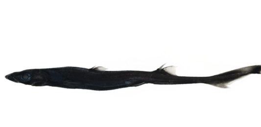 Ανακαλύφθηκε ένα νέο είδος καρχαρία, άγνωστο μέχρι σήμερα στην επιστήμη! καρχαρία