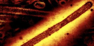 Η πρώτη παγκοσμίως περίπτωση θανάτου από H5N5 είναι γεγονός! h5n5