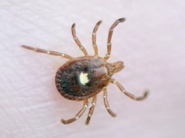 Ο πρώτος επιβεβαιωμένος θάνατος από αλλεργία στο κρέας λόγω τσιμπουριού αλλεργία κρέας