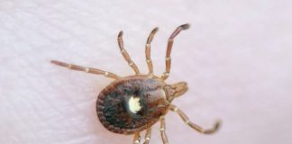 Ο πρώτος επιβεβαιωμένος θάνατος από αλλεργία στο κρέας λόγω τσιμπουριού αλλεργία κρέας