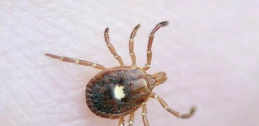 Ο πρώτος επιβεβαιωμένος θάνατος από αλλεργία στο κρέας λόγω τσιμπουριού αλλεργία κρέας