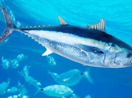 τοξικός υδράργυρος